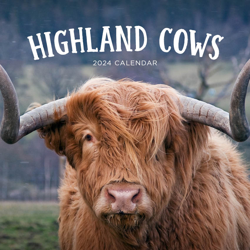 2024 Highland Cows Calendar Paper Pocket