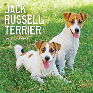 Jack Russell Terrier Calendar 2025 Cover