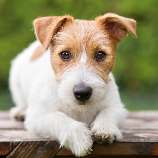 Jack Russell Terrier Calendar 2025 Internal Image