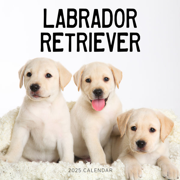 Labrador Retriever Calendar 2025 Cover