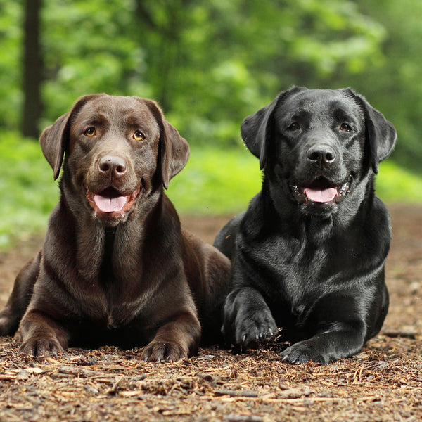 Labrador Retriever Calendar 2025 Internal Image