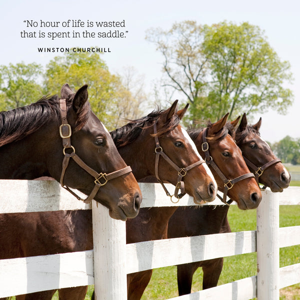 Our Aust. Horses at Home Calendar 2025 Internal Image