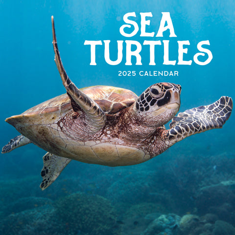 Sea Turtles Calendar 2025 Cover