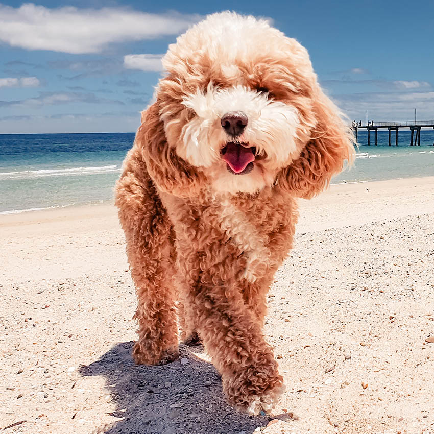 2024 Cavoodle Calendar | Paper Pocket